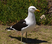 P1410244a