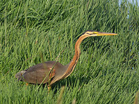P1420928