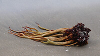 oceaanflora