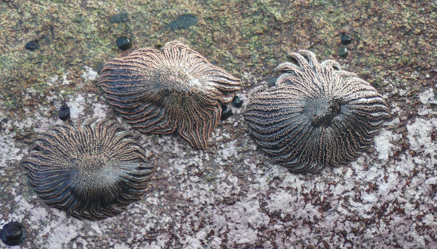 zeesterren