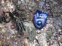 zeedieren