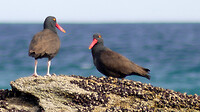 Black oystercatchers