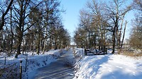In het bos