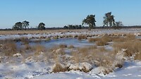 Strabrechtse heide