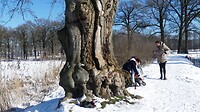 schaatsen aantrekken bij oude boom