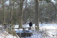 in het bos