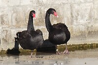 Zwarte zwaan