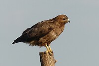 Buizerd