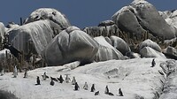 Pinguïns, lijkt wel Antarctica