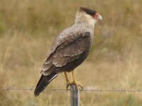 Caracara