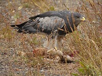 Roofvogel op prooi