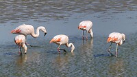 Flamingo's