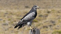 Roofvogel