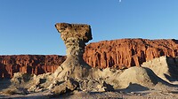 Paddestoel in Ischigualasto