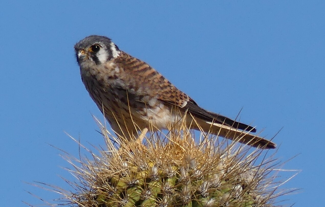 vogel op cactus