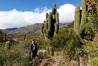 Cactussen