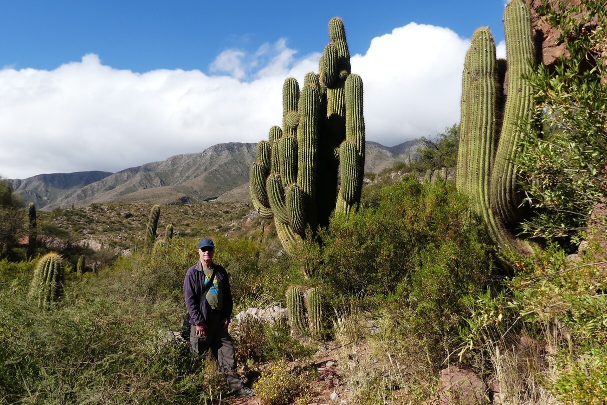 Cactussen