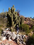 Reuzecactus