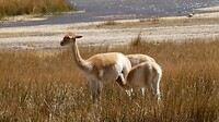 Vicuna met 2 jongen