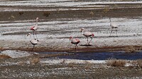 Flamingo's in zoutmeer