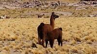 Lama met jong