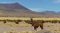 Lama