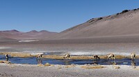 Vicuna's