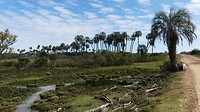 Nat park el Palmar