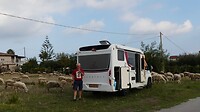 Slaapplek omringd door schapen