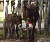 Pasgeboren ezeltje op de olijvenboerderij