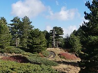 Bossen bij de Etna