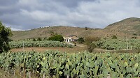 Cactusplantage