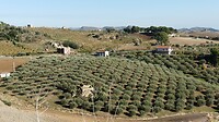 Olijvenplantage