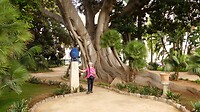 Tropische boom in giardini