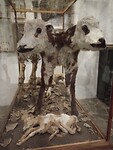 Kalfje met 2 koppen