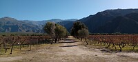 Altaluna wineresort