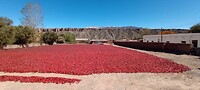 Pimentos rojosveld