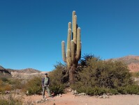 Cactus