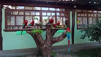 Macaws bij de lodge