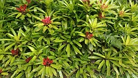 Bromelia's