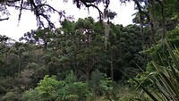 Aracariabomen