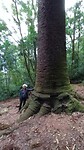 Auracaria van 1000 jaar oud