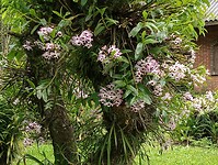 Orchideeën in een boom