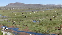 Lama's