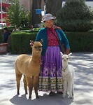Dame met lama's