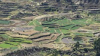 Terrassen Colca Canyon