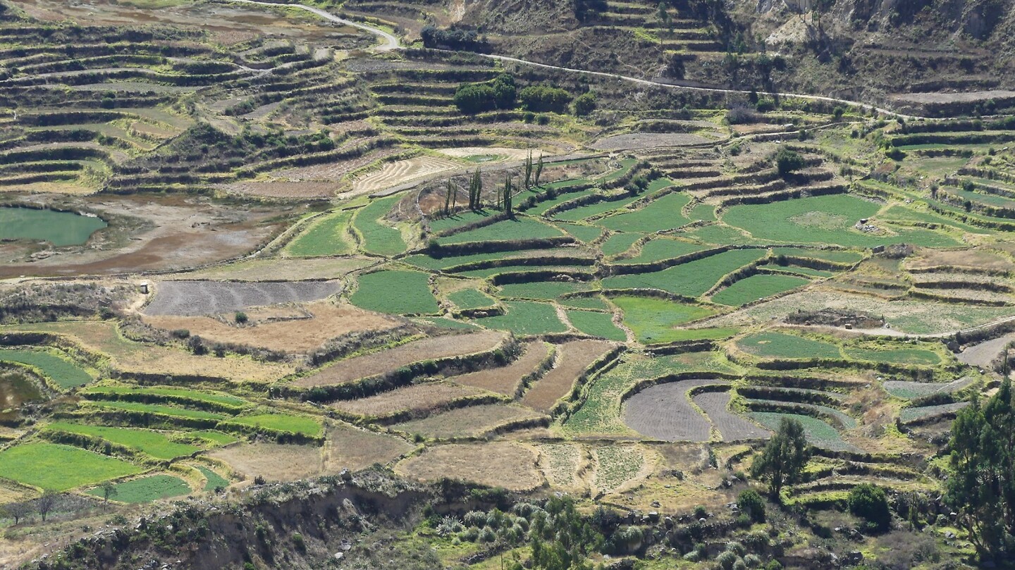 Terrassen Colca Canyon