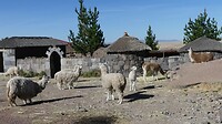 Lama's