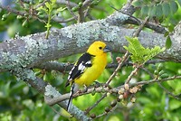 Eindelijk weereens vogels