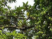 NP Podocarpus